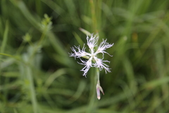 Dianthus superbus