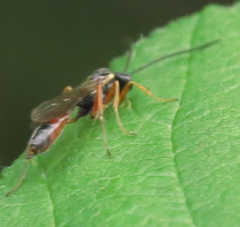 Diplazon laetatorius