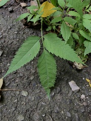 Bidens frondosa