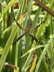 Argiope trifasciata