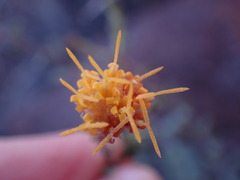 Pegolettia