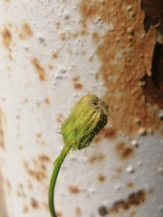 Sonchus arvensis arvensis