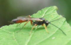 Diplazon laetatorius