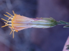 Pegolettia