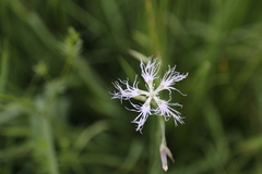 Dianthus superbus
