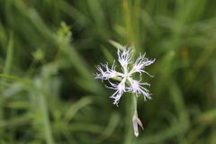 Dianthus superbus