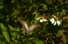 Anartia jatrophae