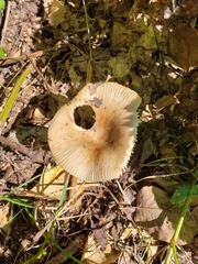 Russula amoenolens