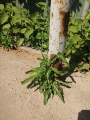 Sonchus arvensis arvensis