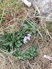 Limonium vulgare