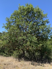 Quercus × morehus