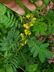 Senna hebecarpa