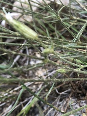 Silene sargentii