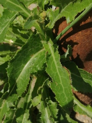 Sonchus arvensis arvensis
