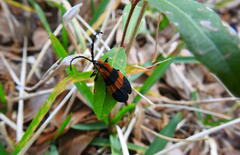 Calopteron discrepans