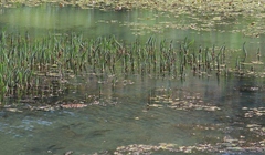 Hippuris vulgaris