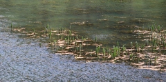 Hippuris vulgaris