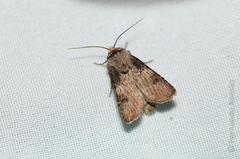 Agrotis puta