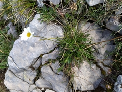 Leucanthemum tridactylites
