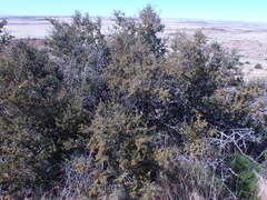 Searsia burchellii