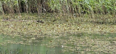 Potamogeton natans