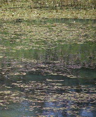 Potamogeton natans