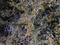 Searsia burchellii