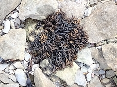Pelvetia canaliculata