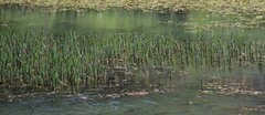 Hippuris vulgaris