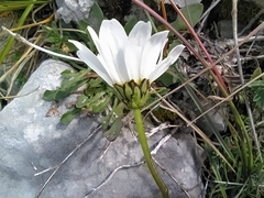 Leucanthemum tridactylites