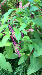 Phytolacca americana