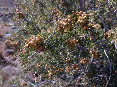 Searsia burchellii