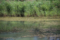 Hippuris vulgaris