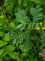 Senna hebecarpa