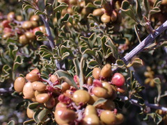 Searsia burchellii