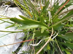 Leucanthemum tridactylites