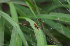 Compsocryptus texensis