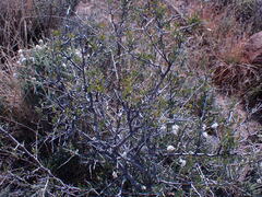 Dodonaea viscosa