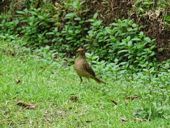 Turdus grayi