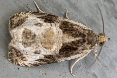 Olethreutes connectum
