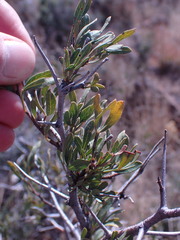 Dodonaea viscosa