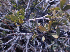 Dodonaea viscosa