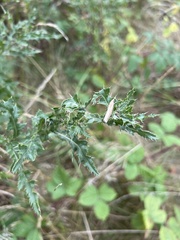 Agriphila tristella