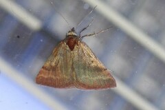 Phytometra viridaria
