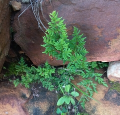 Cheilanthes multifida multifida