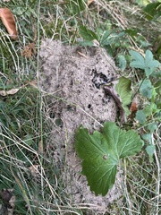 Lasius