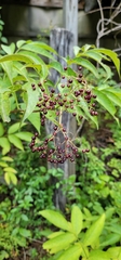 Sambucus canadensis