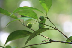 Prismatomeris