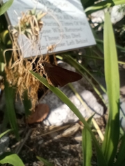 Asbolis capucinus