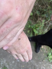 Dicranopalpus